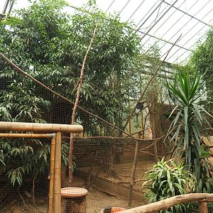 Mindanao rufous hornbill and Black-and-white casqued hornbill aviaries (Aug 28th, 2018)