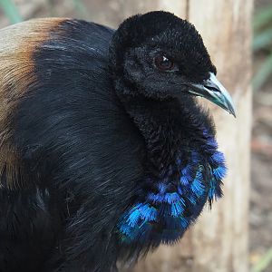 Grey-winged trumpeter (Psophia crepitans), Aug 28th, 2018