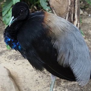 Grey-winged trumpeter (Psophia crepitans), Aug 28th, 2018