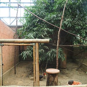 Mindanao rufous hornbill aviary (Aug 28th, 2018)