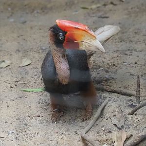 Mindanao rufous hornbill Bucorvus hydrocorax mindanensis (Aug 28th, 2018)