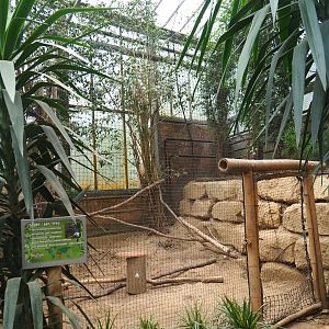 Black-and-white casqued hornbill aviary (Aug 28th, 2018)