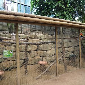 Cockatoo and macaw aviaries (Aug 28th, 2018)