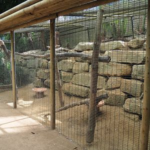 Salmon-crested cockatoo aviary (Aug 28th, 2018)