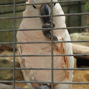 Salmon-crested or Moluccan cockatoo (Cacatua moluccensis), Aug 28th, 2018