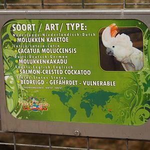 Sign Salmon-crested or Moluccan cockatoo