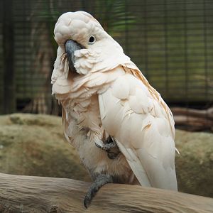 Salmon-crested  cockatoo (Cacatua moluccensis), Aug 28th, 2018