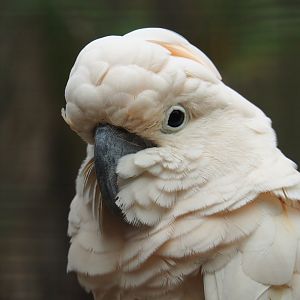Moluccan cockatoo (Cacatua moluccensis), Aug 28th, 2018