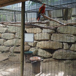 Scarlet macaw (Aug 28th, 2018)