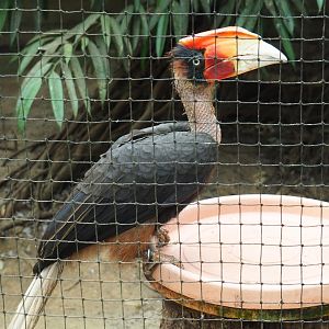 Mindanao rufous hornbill (Bucorvus hydrocorax mindanensis), Aug 28th, 2018