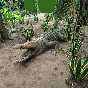 Fake crocodiles amongst Sansevierias (Aug 28th, 2018)