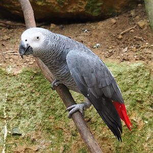 Congo grey parrot (Psittacus erithacus erithacus), Aug 28th, 2018