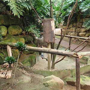Congo grey parrot exhibit (Aug 28th, 2018)