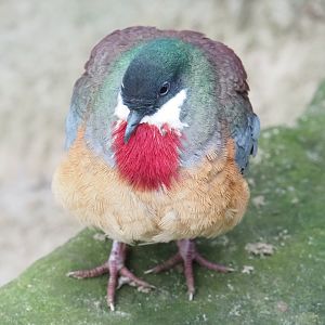 Mindanao bleeding heart pigeon (Gallicolumba criniger), Aug 28th, 2018
