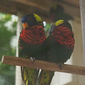 Rainbow lorikeets (Trichoglossus haematodus moluccanus), Aug 28th, 2018