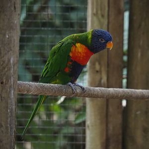 Rainbow lorikeet (Trichoglossus haematodus moluccanus), Aug 28th, 2018