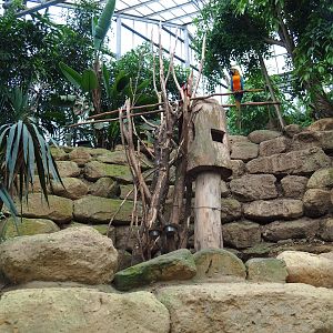 Green-winged and Catalina macaw exhibit (Aug 28th, 2018)