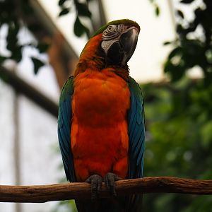Catalina macaw (Ara ararauna x A. chloroptera), Aug 28th, 2018