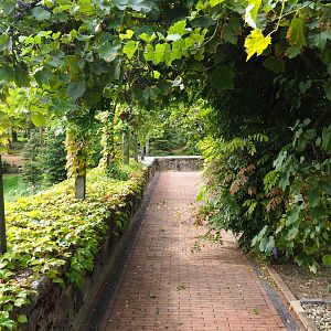 Through the grapevine... (Aug 28th, 2018)