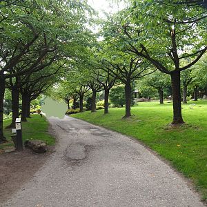 Pathway through a grove of Japanese cherries (Aug 28th, 2018)