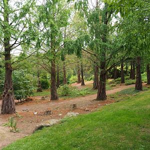 Grove of dawn redwoods (Metasequoia glyptostroboides), Aug 28th, 2018