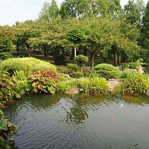 Koi pond (Aug 28th, 2018)