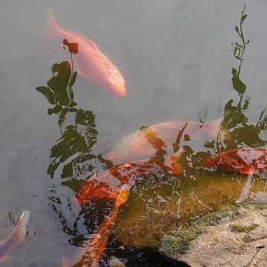 Koi (Cyprinus rubrofuscus), Aug 28th, 2018