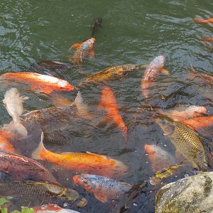 Koi (Cyprinus rubrofuscus), Aug 28th, 2018