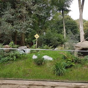 Enclosure Tasmanian devil