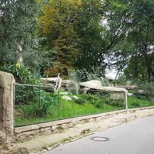 Enclosure Tasmanian devil
