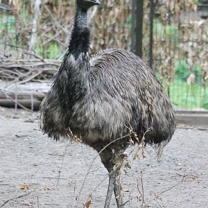 Emu