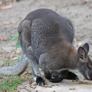 Red-necked wallaby