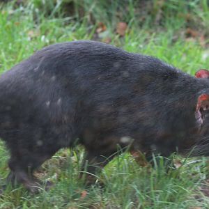 Tasmanian devil