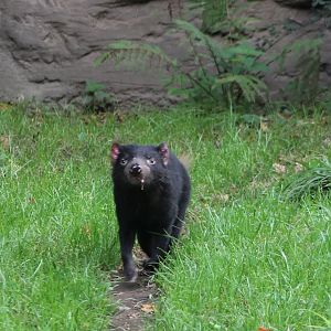 Tasmanian devil