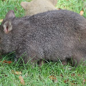 Young Wombat