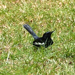 Oriental magpie robin.