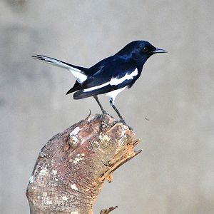 Male Oriental magpie robin .