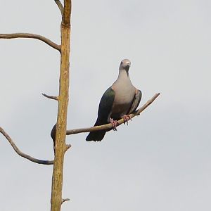 Green Imperial pigeon