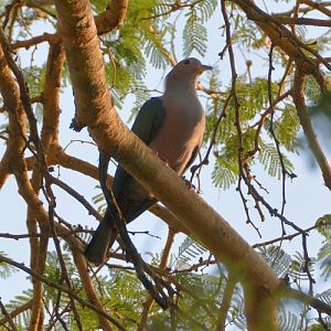 Green Imperial pigeon.