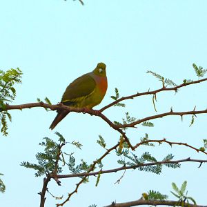 Orange-breasted green pigeon