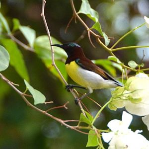 Male Purple-rumped sunbird