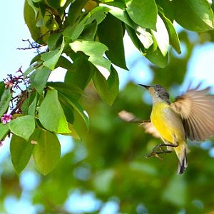 Female Purple-rumped sunbird ?