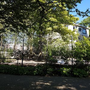 African painted dog - enclosure