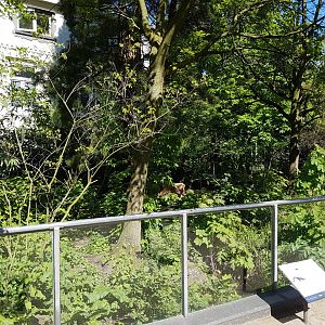 Raccoon - Skunk enclosure