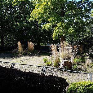 Nilgai - Ostrich enclosure