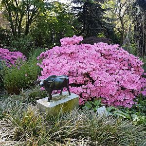 Water buffalo statue