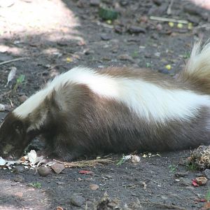 Striped skunk