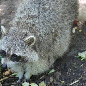 Raccoon