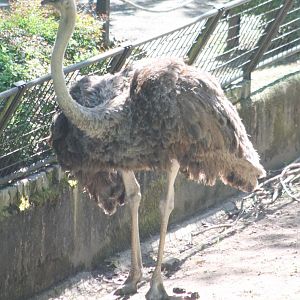 Ostrich