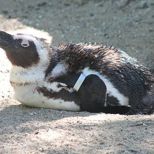 African penguin